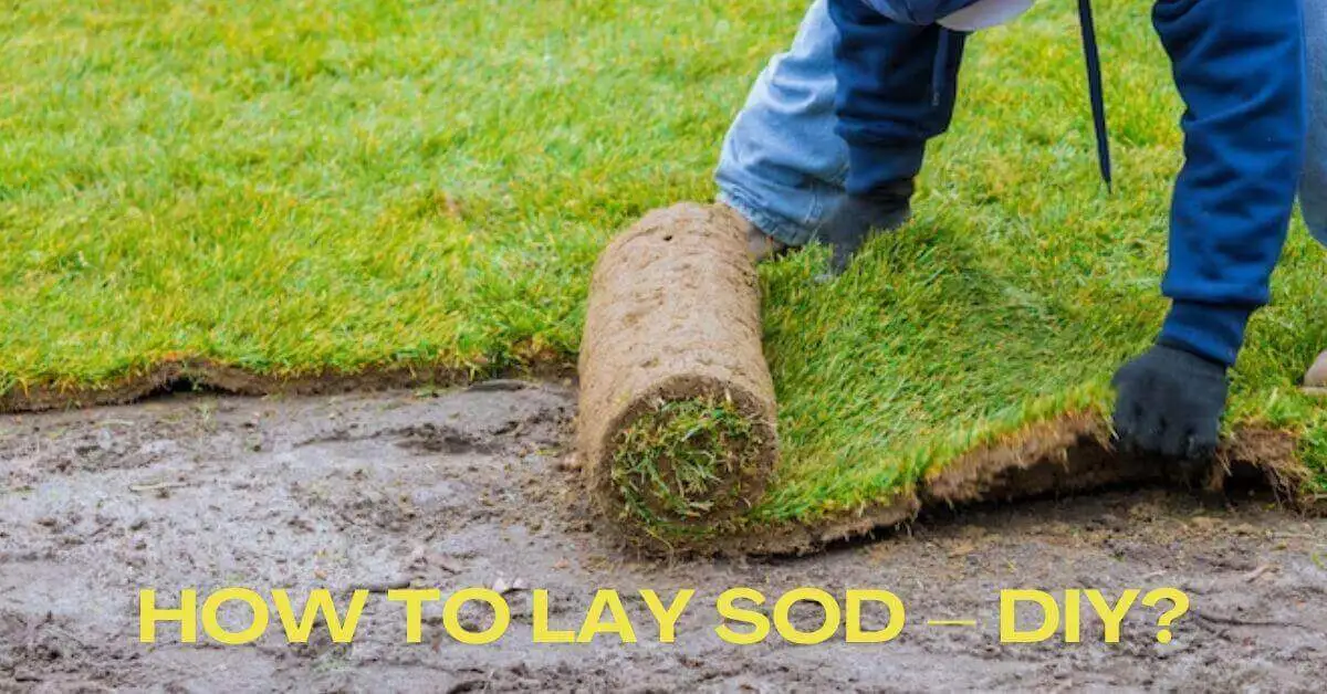 How to Lay Sod DIY?
